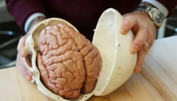 bilim dunyasini sarsacak teori beynin gizemi cozuluyor sGyeRb4p