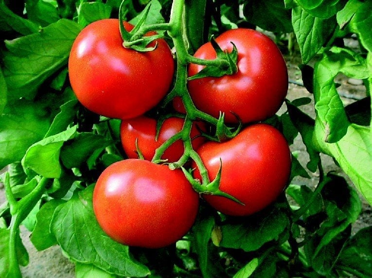 c vitamini krali damarlari temizliyor bel ve basen yaglarinin gizli katili 0 TWcgsidP