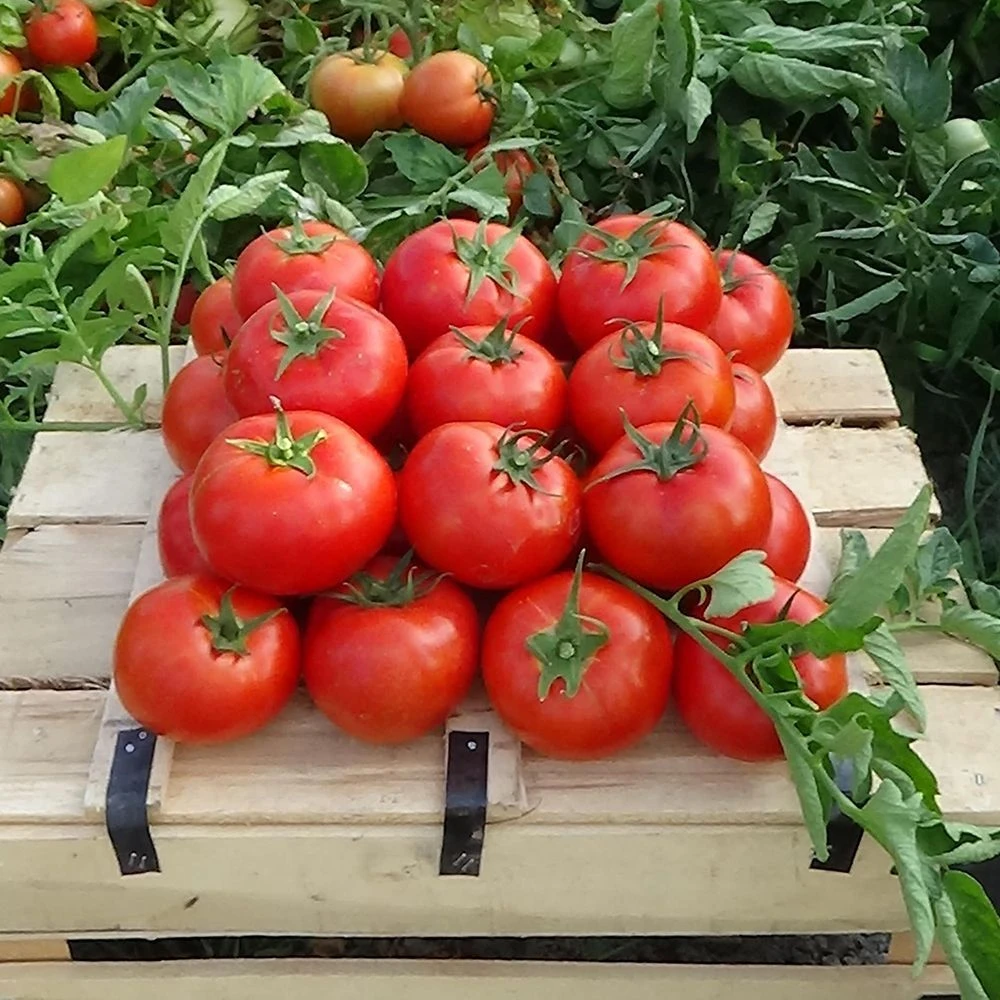 c vitamini krali damarlari temizliyor bel ve basen yaglarinin gizli katili 4 EtQflQay