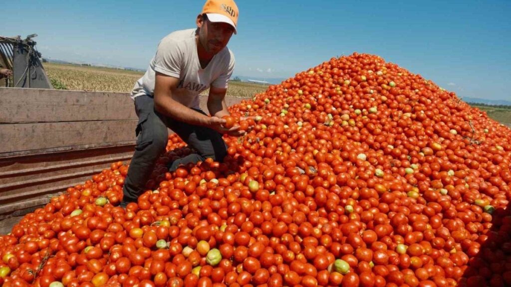 ekim alani daralan domateste fiyatlar ciftci lehine 3 kat katladi YeZJC2Ey