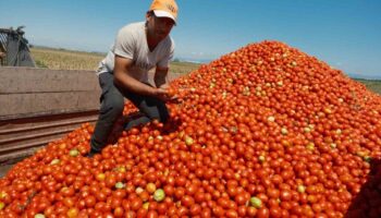 ekim alani daralan domateste fiyatlar ciftci lehine 3 kat katladi YeZJC2Ey