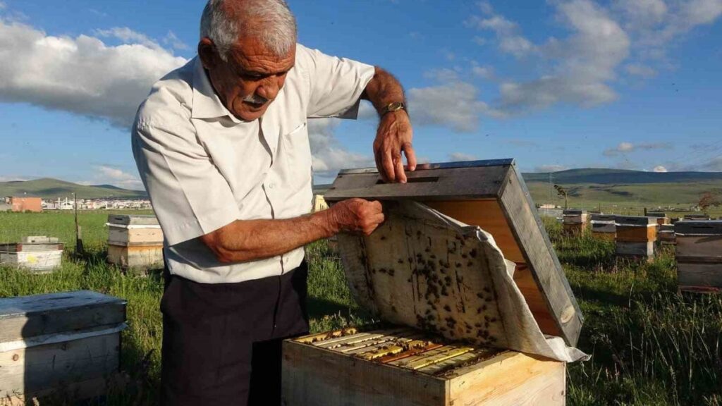 hasat sona erdi iyi haber geldi tam 450 ton bal uretildi 8KMLuHSl