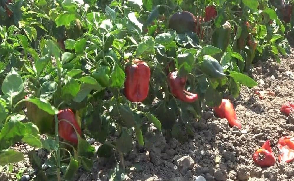 Kapya biberde hasat sevinci mi, maliyet endişesi mi? 1 kapya biberde hasat sevinci mi maliyet endisesi mi 0 zHgks3ga