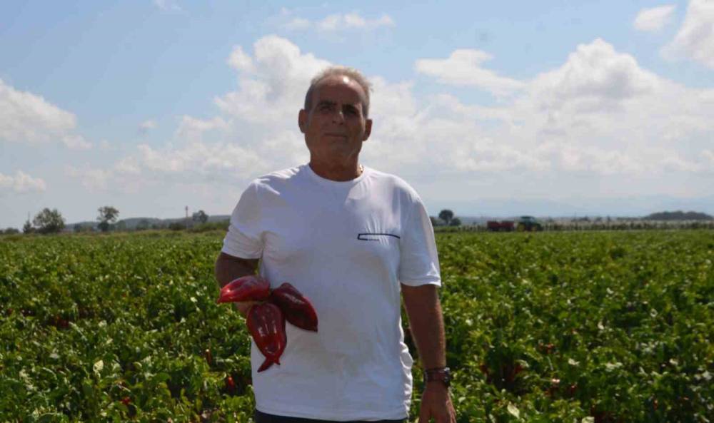 Kapya biberde hasat sevinci mi, maliyet endişesi mi? 2 kapya biberde hasat sevinci mi maliyet endisesi mi 1 92Cd9Bhi