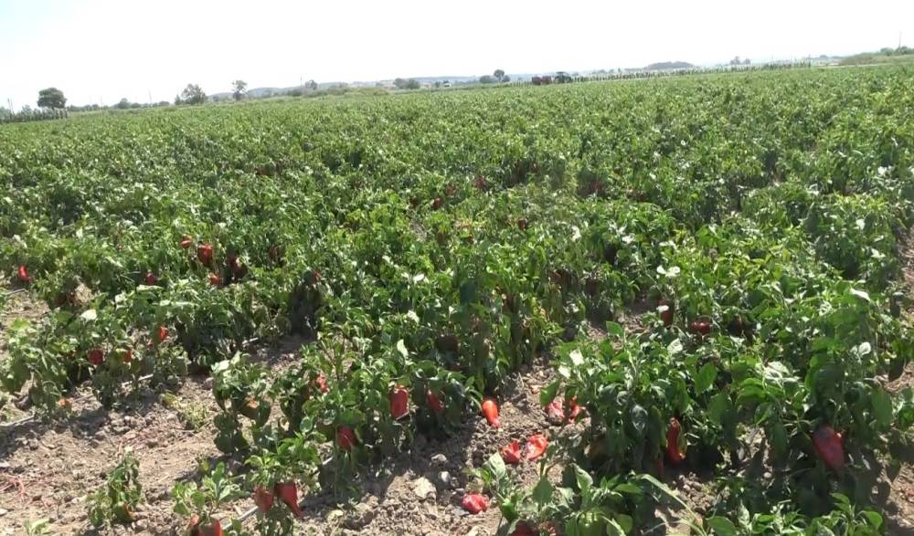 Kapya biberde hasat sevinci mi, maliyet endişesi mi? 3 kapya biberde hasat sevinci mi maliyet endisesi mi 2