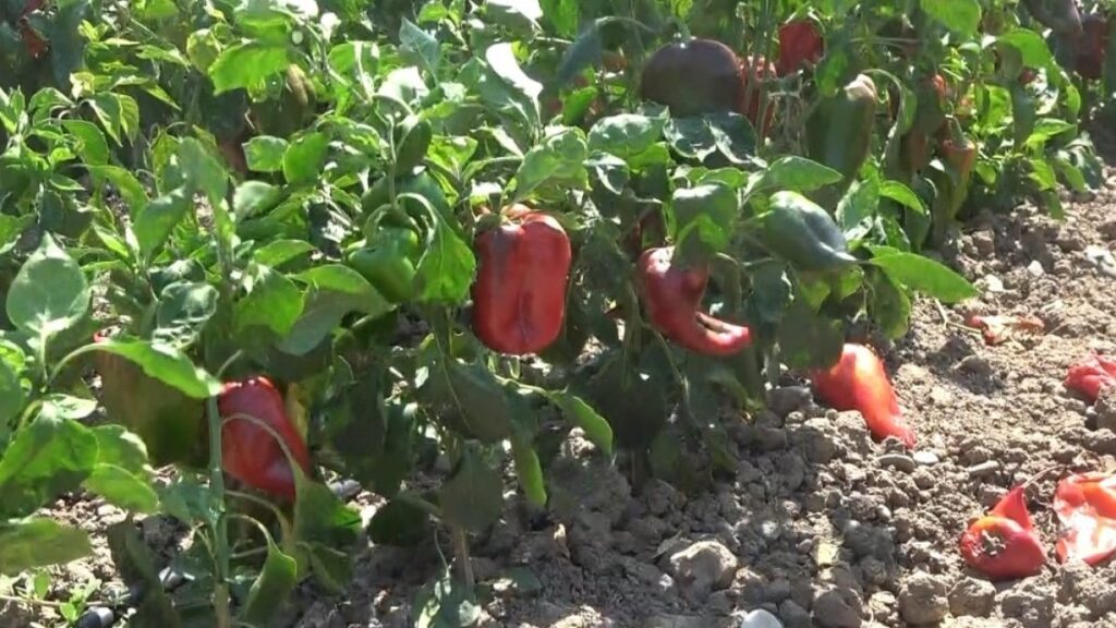 kapya biberde hasat sevinci mi maliyet endisesi mi NbOKeHAx