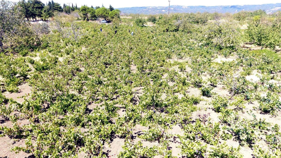 Kuraklık etkisini gösterdi: Üzümde rekolte ve kalite kaybı yaşandı! 1 kuraklik etkisini gosterdi uzumde rekolte ve kalite kaybi yasandi 0