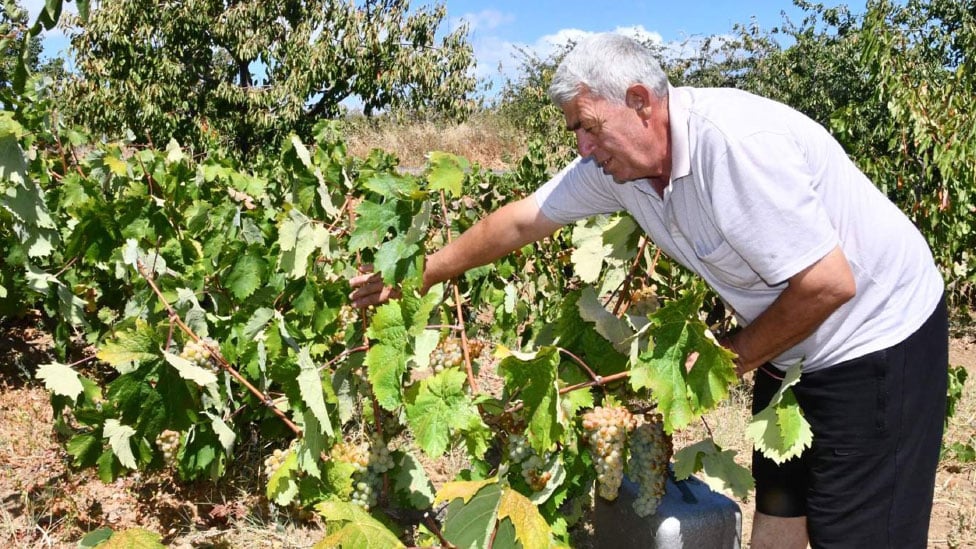 Kuraklık etkisini gösterdi: Üzümde rekolte ve kalite kaybı yaşandı! 2 kuraklik etkisini gosterdi uzumde rekolte ve kalite kaybi yasandi 1 YYJXalLX