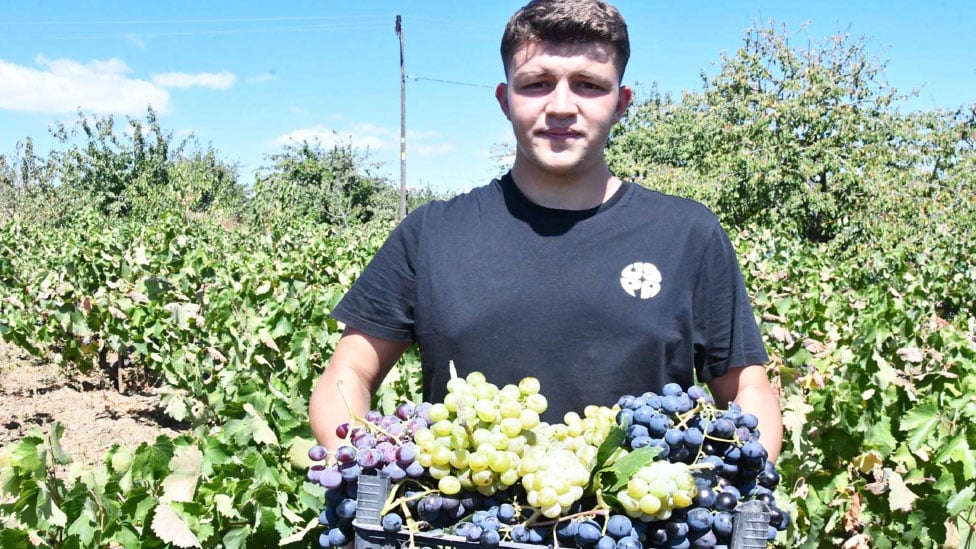Kuraklık etkisini gösterdi: Üzümde rekolte ve kalite kaybı yaşandı! 3 kuraklik etkisini gosterdi uzumde rekolte ve kalite kaybi yasandi 2 vONYaU62
