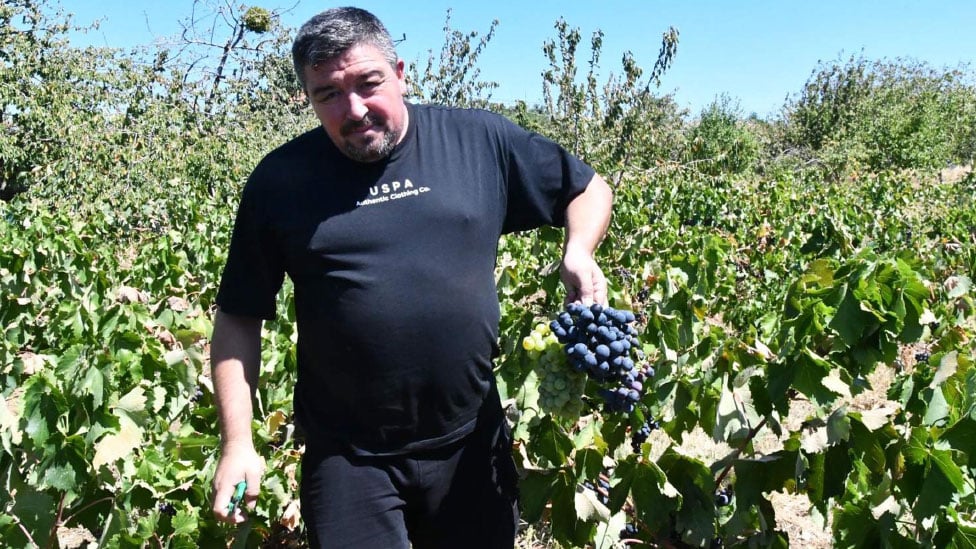 Kuraklık etkisini gösterdi: Üzümde rekolte ve kalite kaybı yaşandı! 4 kuraklik etkisini gosterdi uzumde rekolte ve kalite kaybi yasandi 3 cYqSllhs