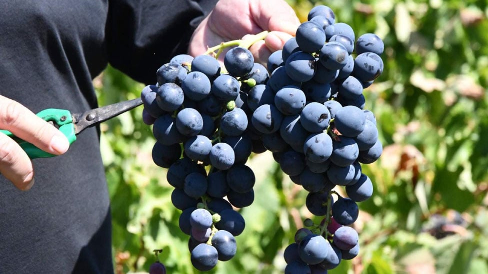 Kuraklık etkisini gösterdi: Üzümde rekolte ve kalite kaybı yaşandı! 5 kuraklik etkisini gosterdi uzumde rekolte ve kalite kaybi yasandi 4 VcMjEe9W