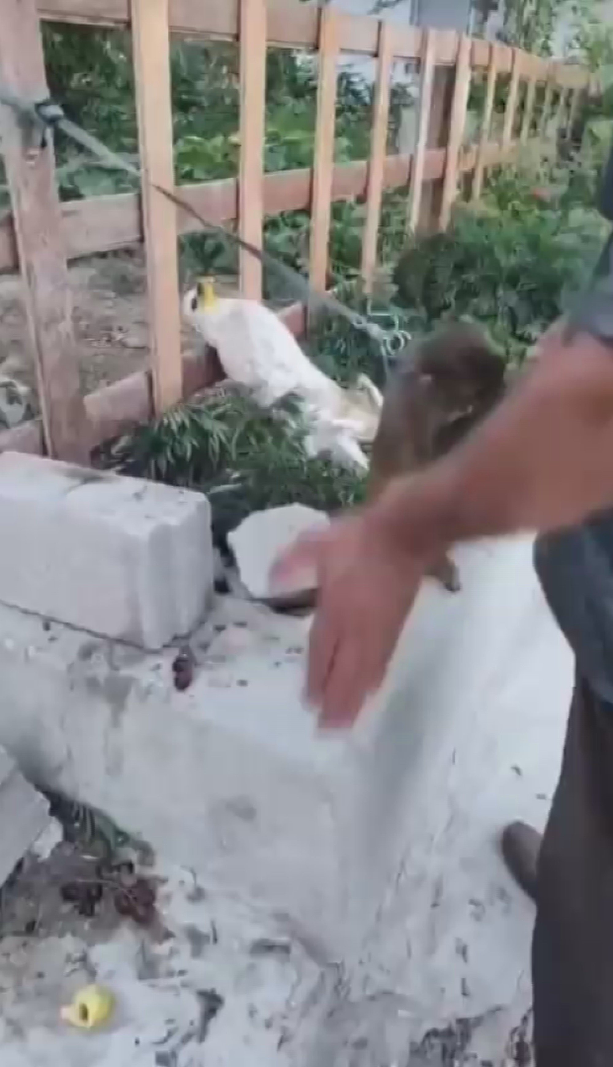maymuna tokat skandalinda yeni gelisme goruntuler yurekleri sizlatmisti 0 zEgnwkRf