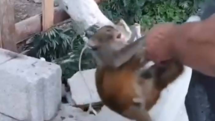 maymuna tokat skandalinda yeni gelisme goruntuler yurekleri sizlatmisti 5 iYtzv83p