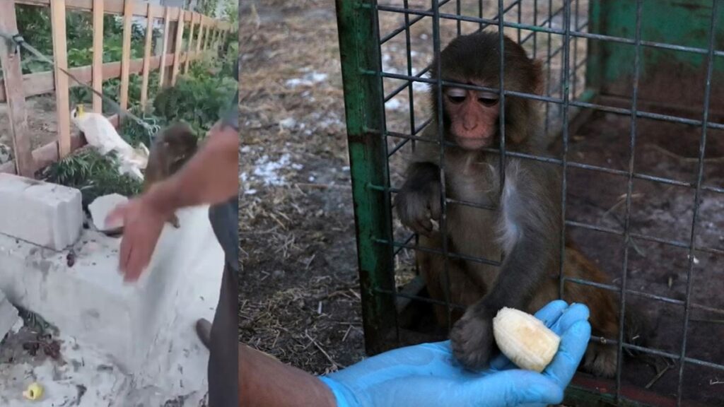 maymuna tokat skandalinda yeni gelisme goruntuler yurekleri sizlatmisti 5EDWfvfm