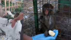 maymuna tokat skandalinda yeni gelisme goruntuler yurekleri sizlatmisti 5EDWfvfm