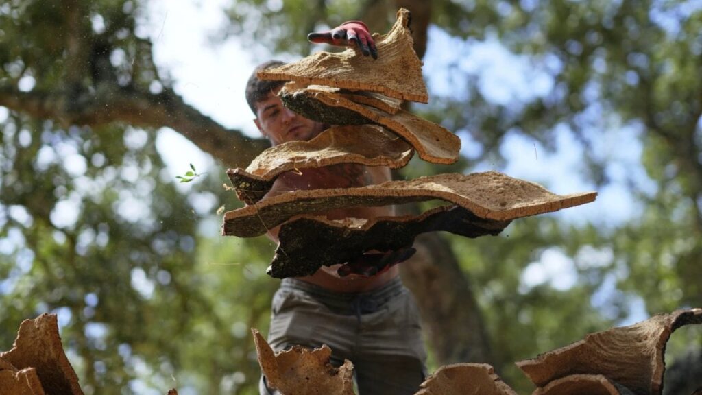 portekiz mantarina vergi muafiyeti geldi lobi faaliyetleri sonuc verdi uUJsx4D5