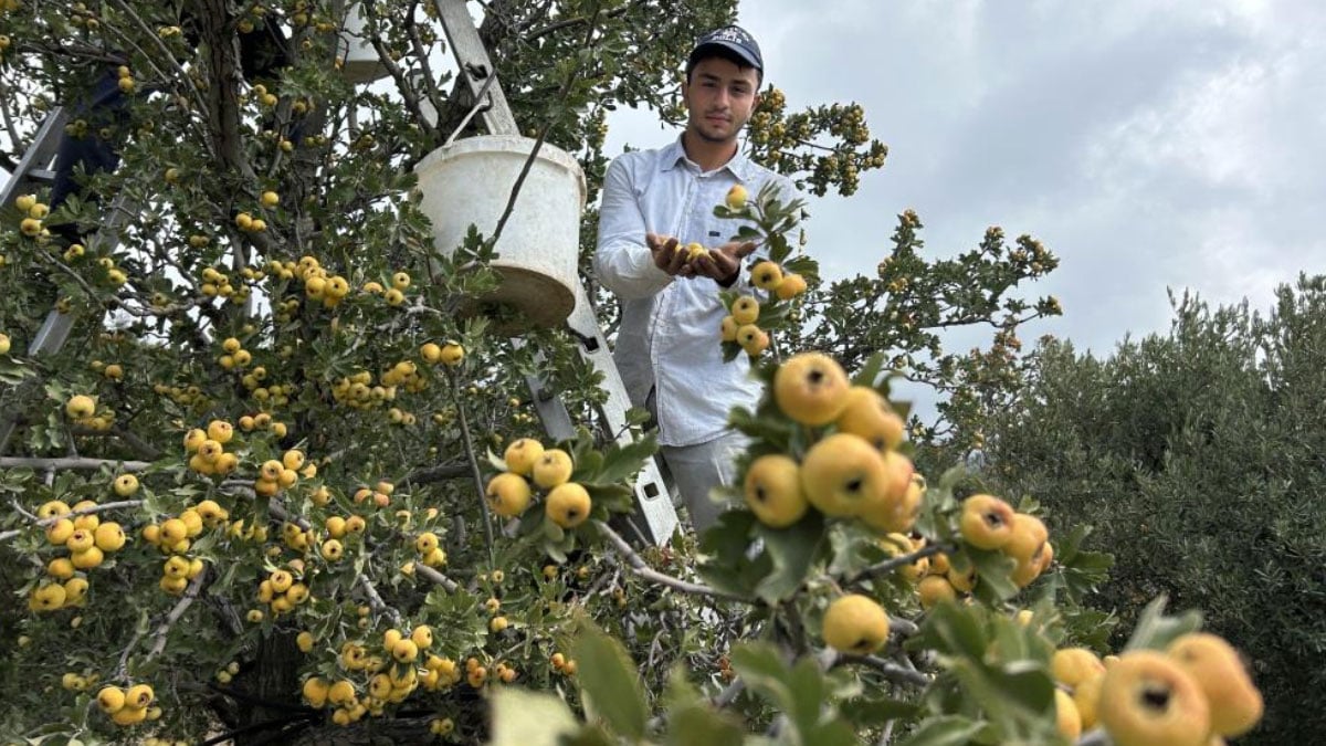 sifa deposu alicta hasat basladi kilogram fiyati da belli oldu 2 fQKjeGRa