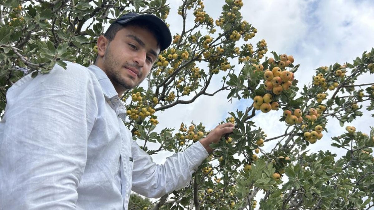 sifa deposu alicta hasat basladi kilogram fiyati da belli oldu 4 n4P8ByYO