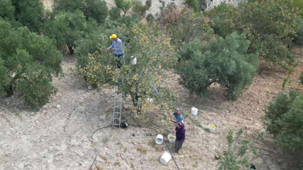 sifa deposu alicta hasat basladi kilogram fiyati da belli oldu bJY35Cx1