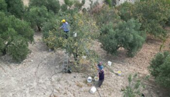 sifa deposu alicta hasat basladi kilogram fiyati da belli oldu bJY35Cx1