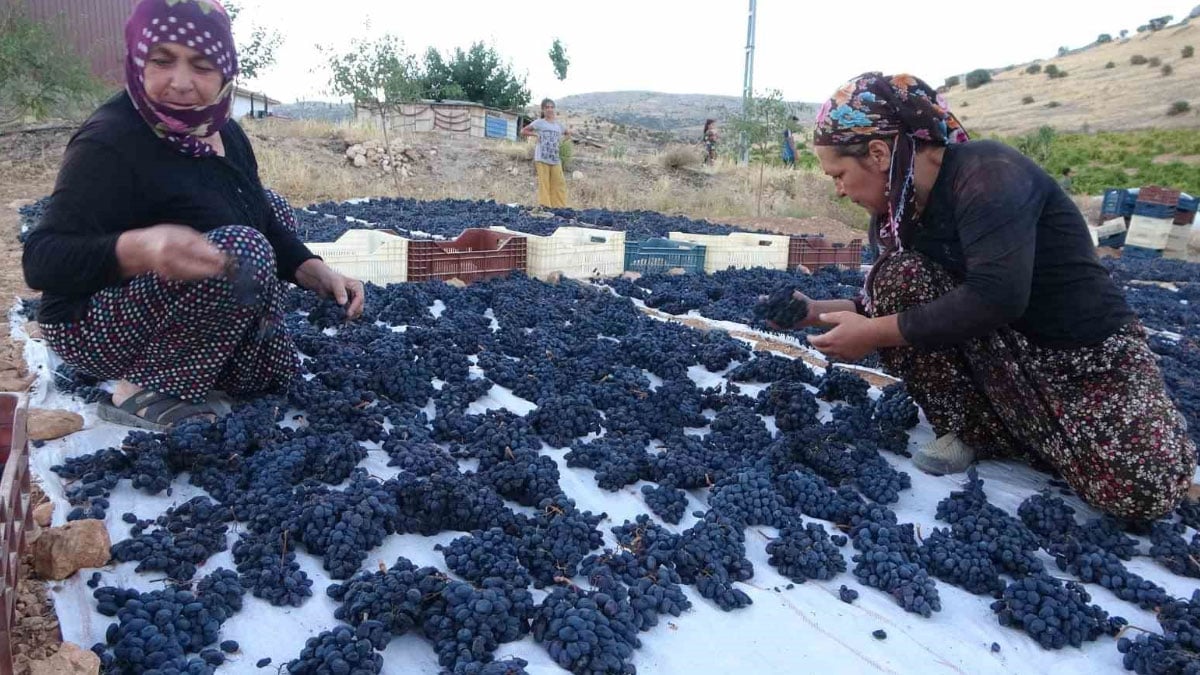 ureticinin yuzu gulmeye basladi kilosu 500 tlden satiliyor 0 CywAGVmE