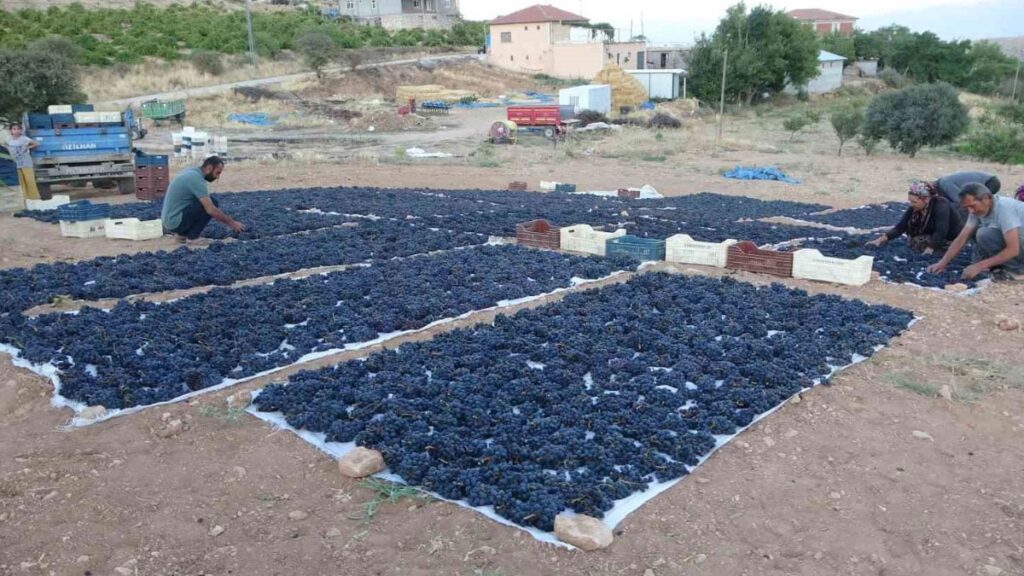 ureticinin yuzu gulmeye basladi kilosu 500 tlden satiliyor mYJU72EL