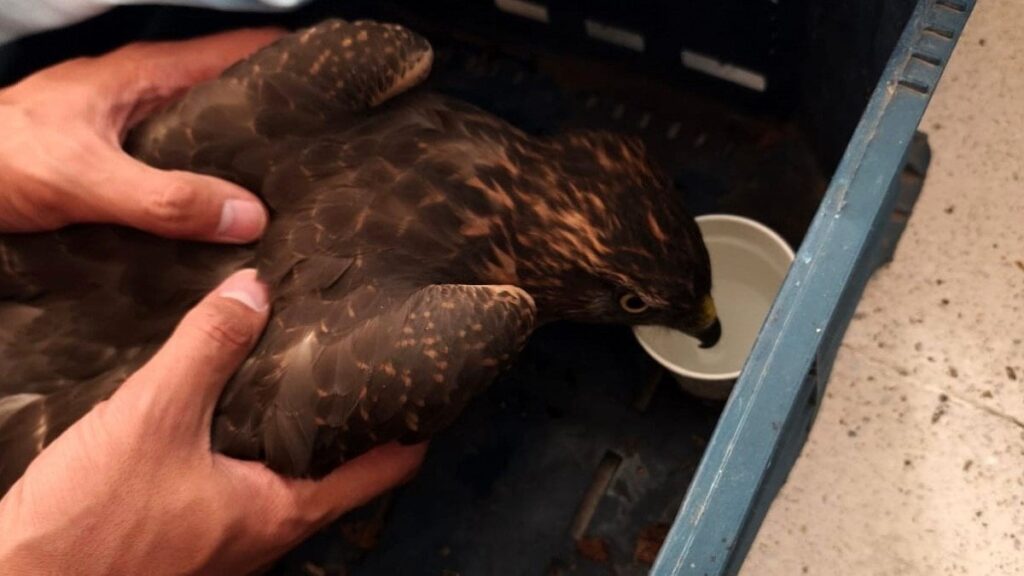 yarali sahin jandarma ekipleri tarafindan bulundu jmQMvmS6