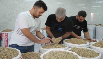 yesil altina izin cikti fiyatlar ve satislar dustu miNqi8xq