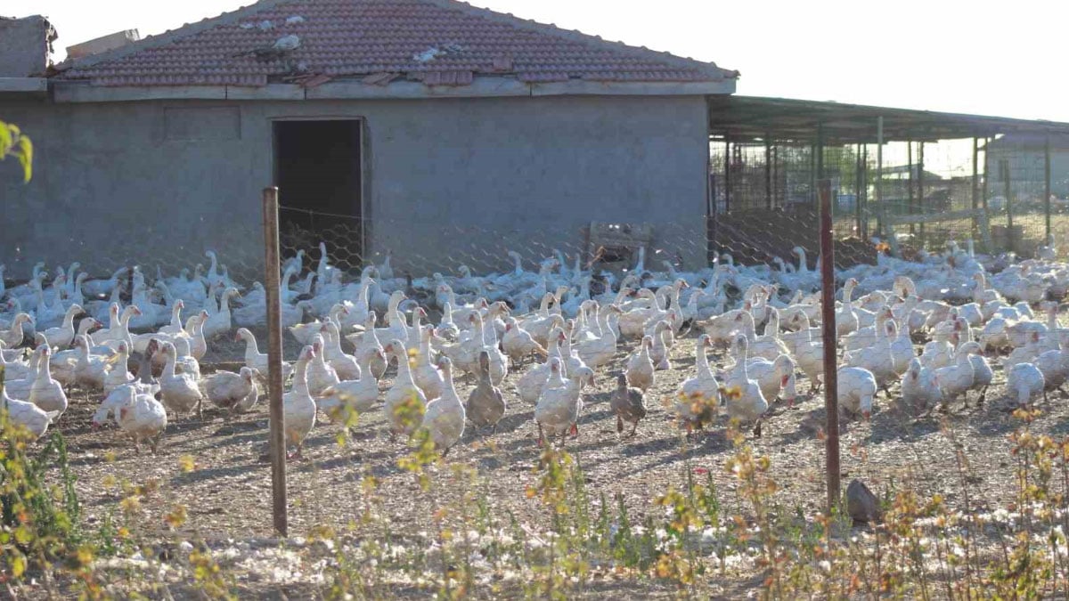 yozgatli girisimcinin dikkat ceken basarisi 5 kazla basladi 850ye yukseldi 4 KNAfnltU