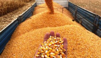 zimbabve misir ithalatini yasakladi bO43t2Zw
