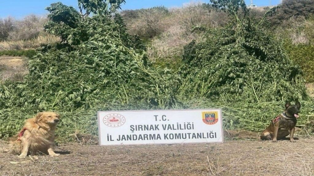 11 milyon liralik operasyon kacak urunler ve uyusturucu ele gecirildi bHZKUAEW