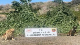 11 milyon liralik operasyon kacak urunler ve uyusturucu ele gecirildi bHZKUAEW