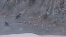 anne ayi yavrusunu kurtardi bolu ormaninda korku filmi gibi kacis dlJD7geX
