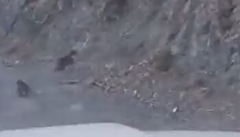 anne ayi yavrusunu kurtardi bolu ormaninda korku filmi gibi kacis dlJD7geX