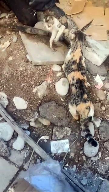 anne kedinin yavrusunu bekleyisi yurek dagladi cizre itfaiyesi seferber oldu 11 nIgY3CBM
