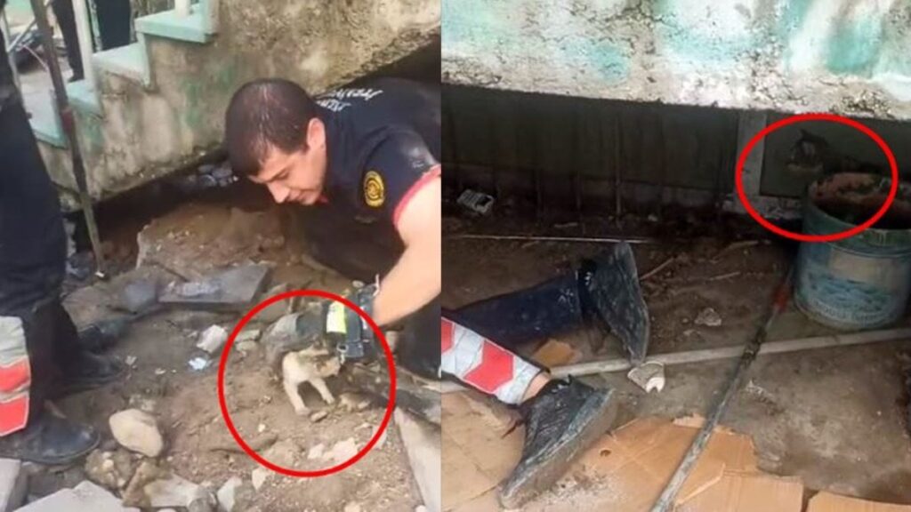 anne kedinin yavrusunu bekleyisi yurek dagladi cizre itfaiyesi seferber oldu KJTHNK4x