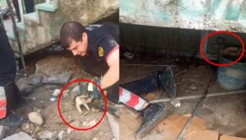 anne kedinin yavrusunu bekleyisi yurek dagladi cizre itfaiyesi seferber oldu KJTHNK4x