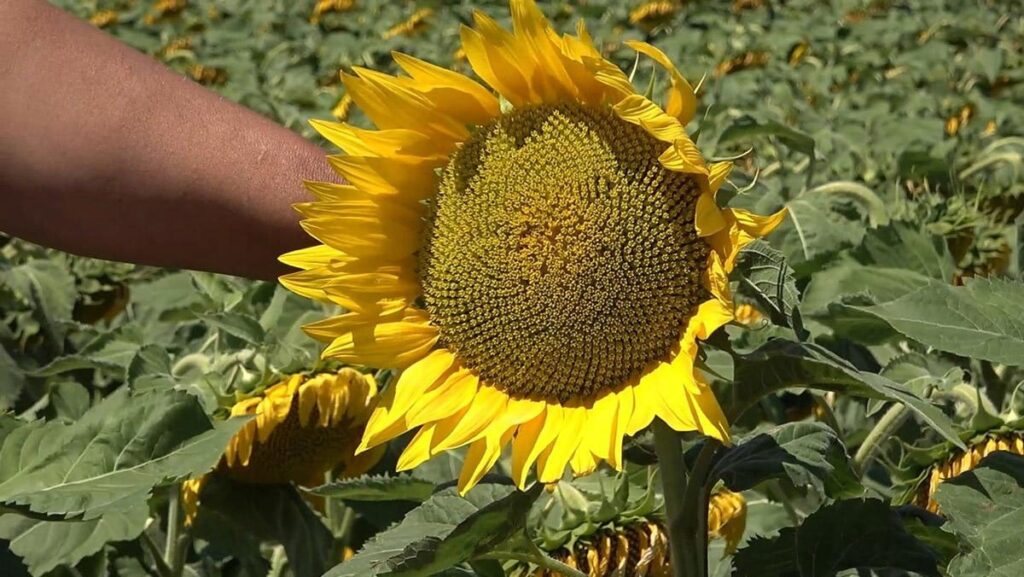 ayciceginde fiyat soku ureticiye ek odeme mujdesi YlWekPEJ