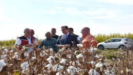 beyaz altinda ilk hasat LsXREKdh