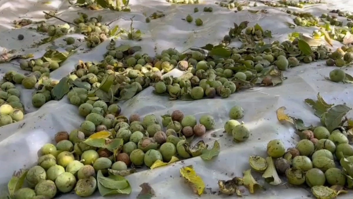 hem lezzeti hem iriligiyle dikkat cekiyor ve hasadi basladi kilosu 600e kadar cikiyor 0 zC7JWHVV