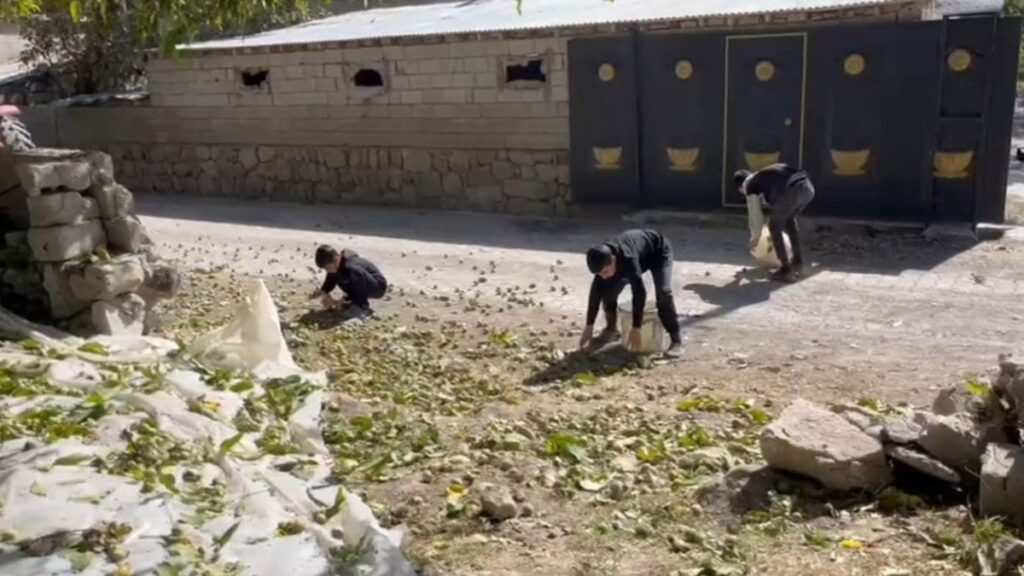 hem lezzeti hem iriligiyle dikkat cekiyor ve hasadi basladi kilosu 600e kadar cikiyor 6w49zSnh