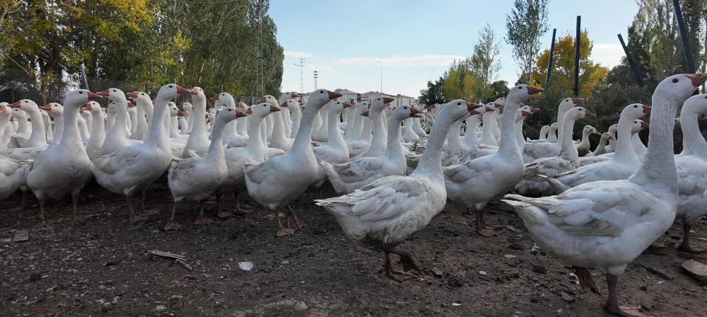 islik sesiyle yuzlerce kanatli hayvani etrafina topluyor 6 8wizHHe9
