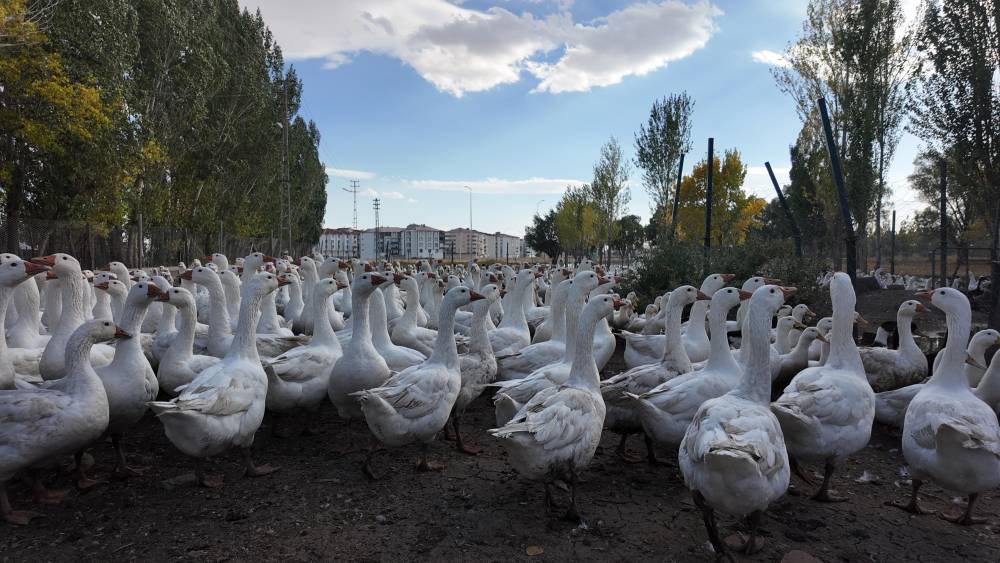 islik sesiyle yuzlerce kanatli hayvani etrafina topluyor 7 iFlmj7aX
