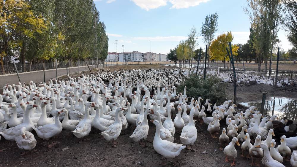 islik sesiyle yuzlerce kanatli hayvani etrafina topluyor 8 EUwqtL6V