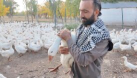 islik sesiyle yuzlerce kanatli hayvani etrafina topluyor pfStnY9F