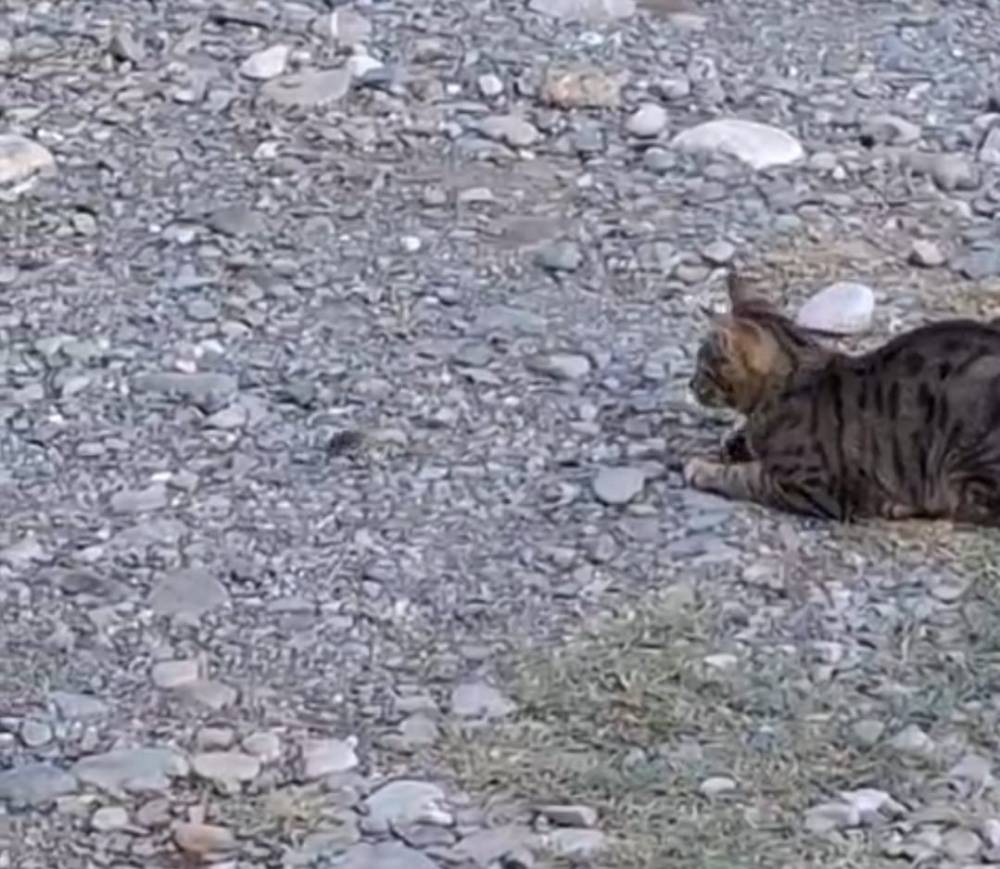 kedi fareyle oynar gibi sozu adanada gercek oldu 0 LstbrLmb