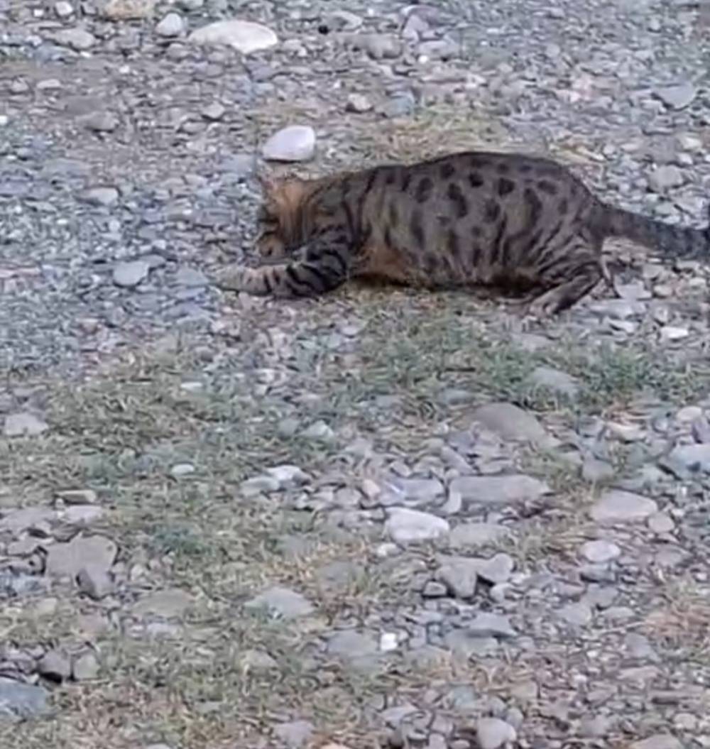 kedi fareyle oynar gibi sozu adanada gercek oldu 1 id2pWnmS