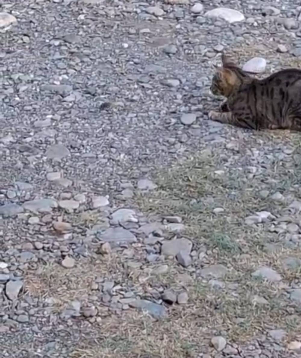 kedi fareyle oynar gibi sozu adanada gercek oldu 2 hgMfZgR5