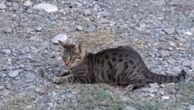 "Kedi fareyle oynar gibi" sözü Adana'da gerçek oldu! 8 kedi fareyle oynar gibi sozu adanada gercek oldu HWwbKXf1