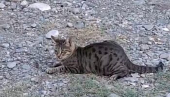 kedi fareyle oynar gibi sozu adanada gercek oldu HWwbKXf1